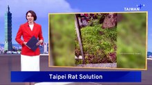 Taipei Deploys Rodent Specialists To Combat Rat Infestation