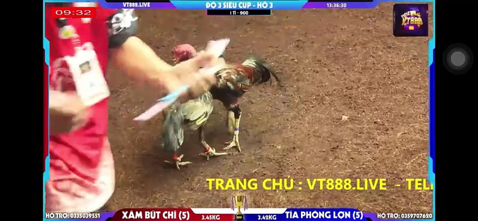Xám bút chì vs Tía phóng lơn hồ 3