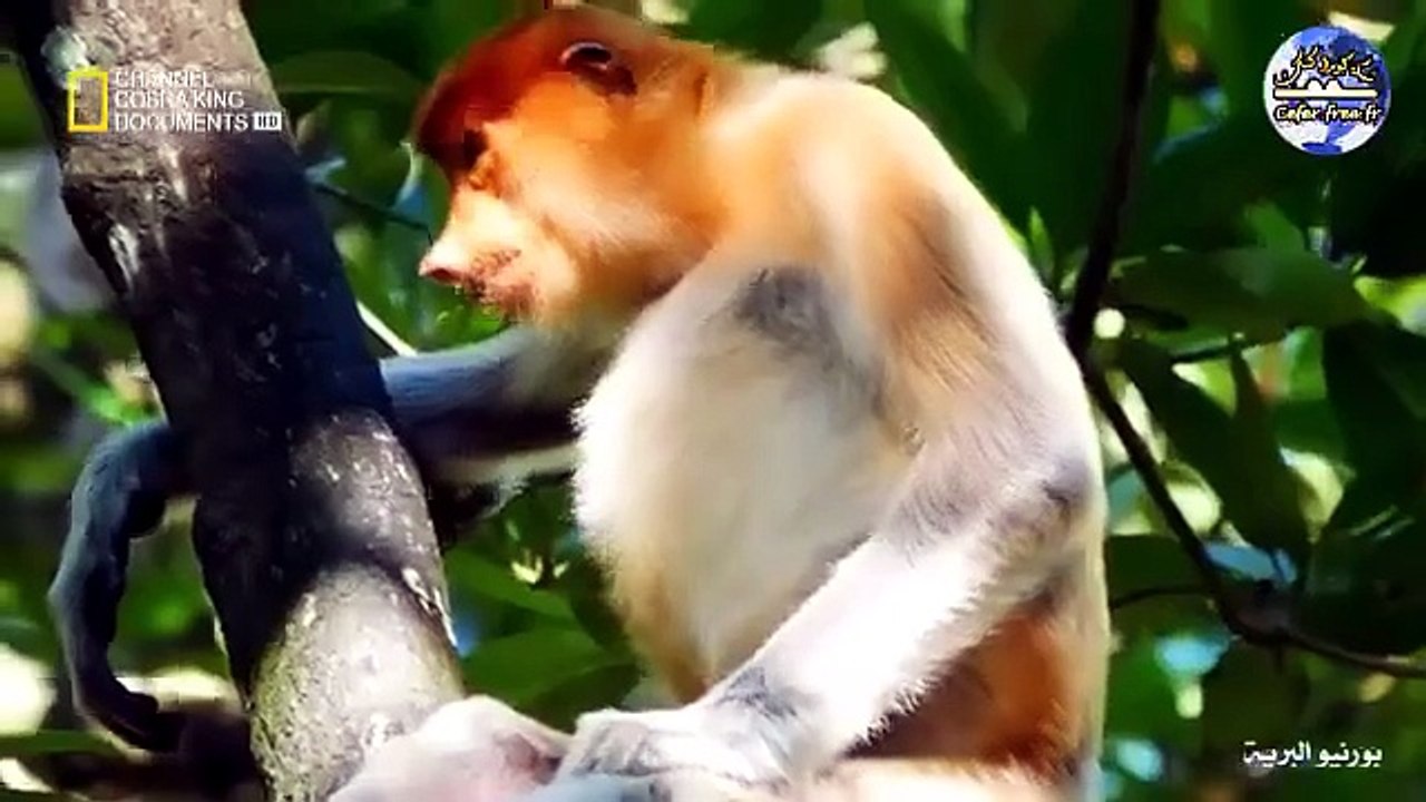 براري بورينو