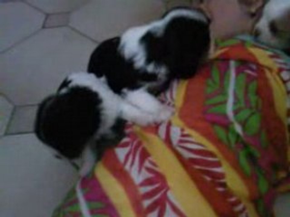 l'attaque des Cavalier King Charles  !!