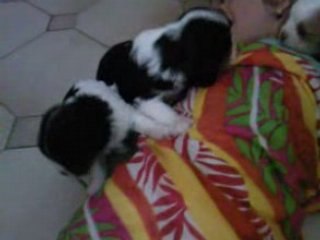 l'attaque des Cavalier King Charles  !!