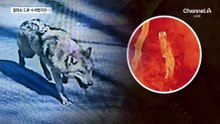 ‘늑구’ 나흘째 수색 중…‘골든타임’ 얼마 안 남았다