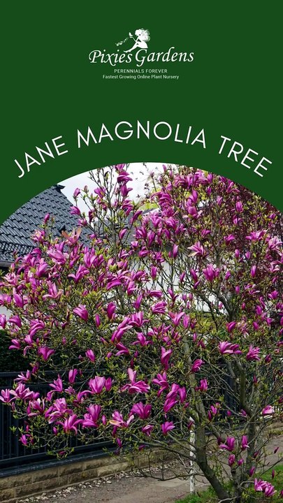 Jane Magnolia – Beautiful Blooming Ornamental Tree