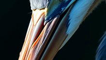 Herons Hunt With a SIXTH SENSE?!
