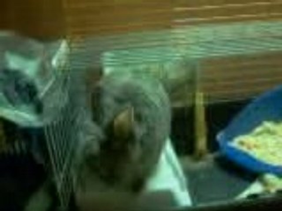 Ninou  dans sa cage
