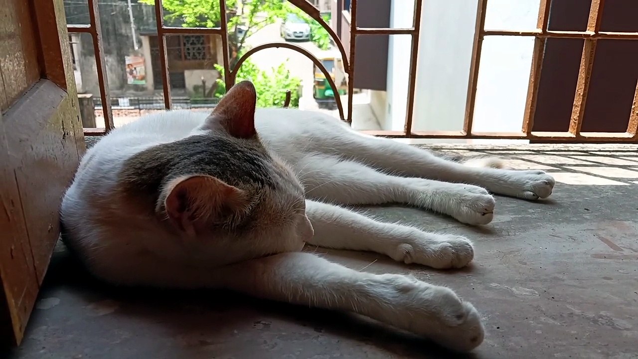 Sweet cat