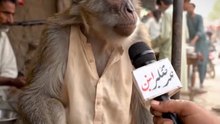monkey ki shadi