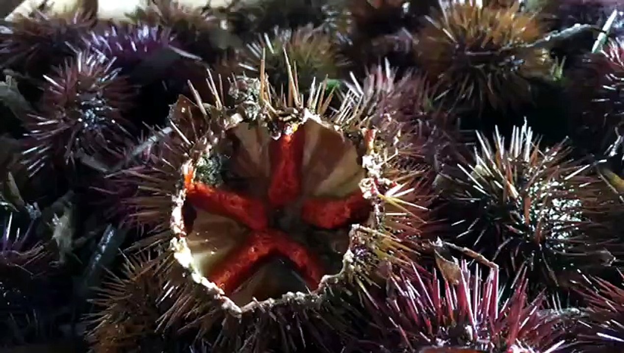 Cabras, nell'Area marina protetta del Sinis sono rimasti pochi ricci: "Colpa dei pescatori"