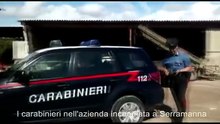 Azienda agricola incendiata, il sopralluogo dei carabinieri