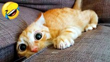 Funniest cat videos #9 #Cat #Animals