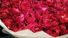 Beautiful Flowers #viral #trending #foryou #ree