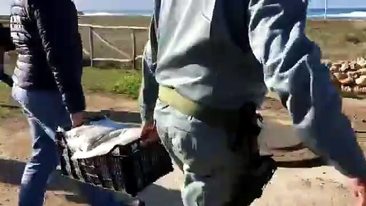 Cabras: la sabbia del Sinis è stata nuovamebte riportata in riva al mare