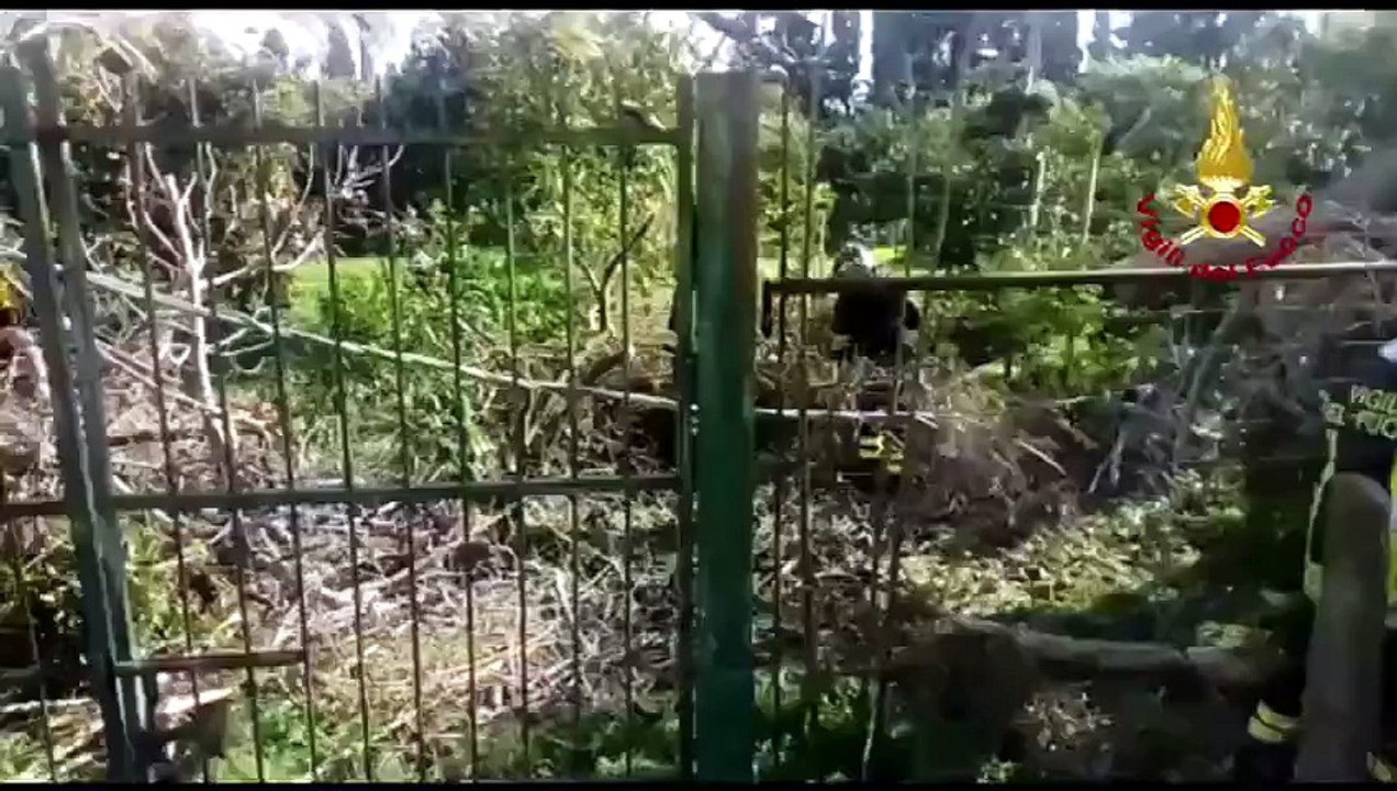 Alberi crollati nel Cagliaritano: l'intervento dei vigili del fuoco