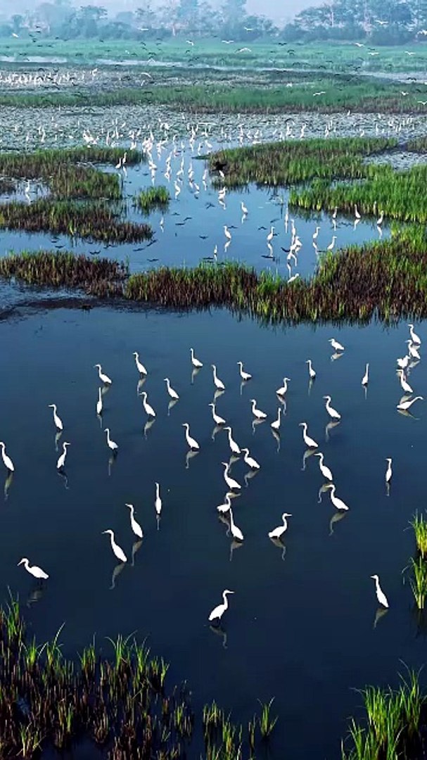 ⁣Beautiful Birds of Paradise | Relaxing Nature Sounds & 4K Bird Species