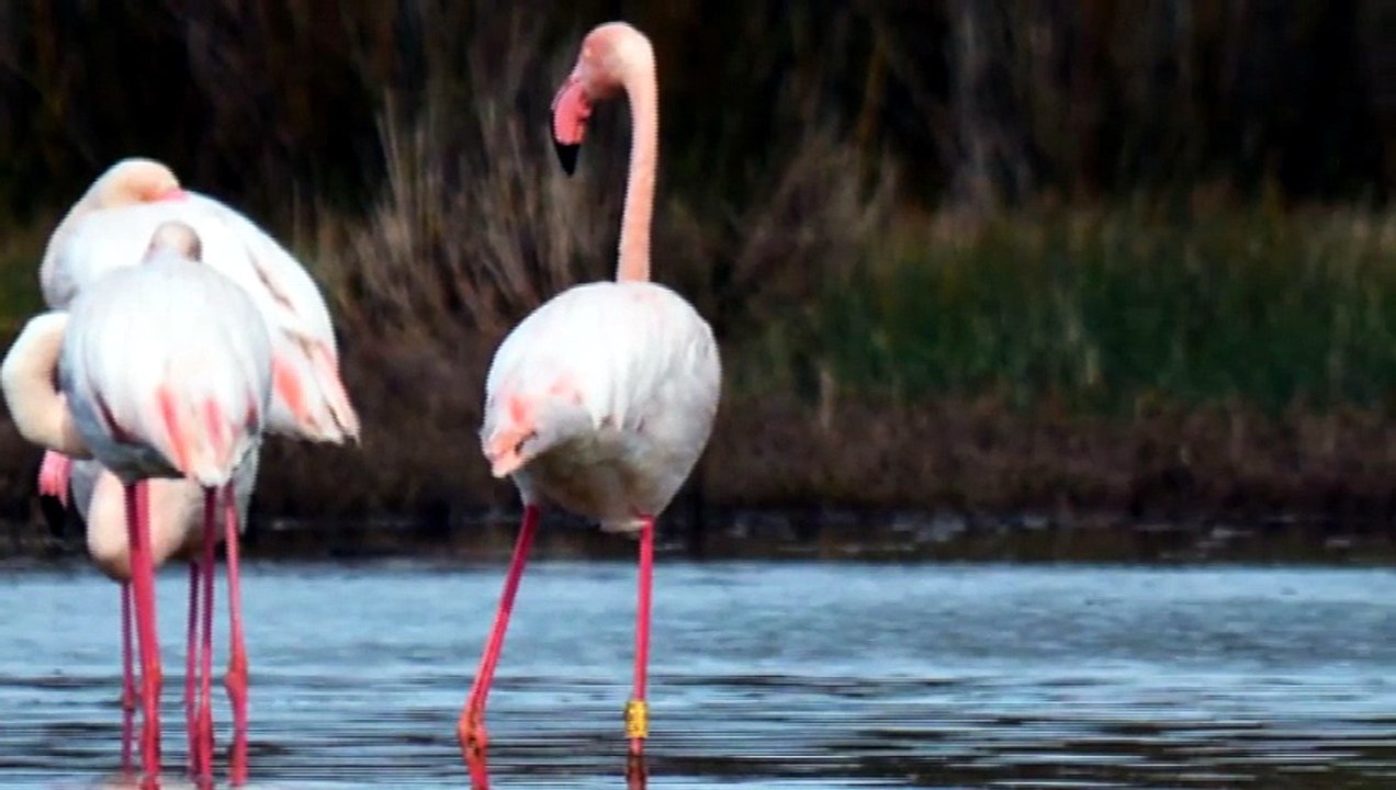 CABRAS, UN FENICOTTERO DI 40 ANNI NEL SINIS: RICONOSCIUTO DALL’ANELLO