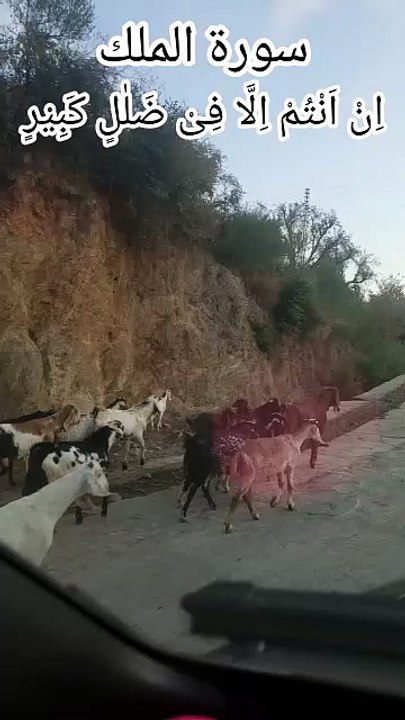 Surah Mulk – The Protector in the Grave 🐑 Qurbani Animal Crying? 😭 Heart Touching