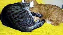 Cat love :) #cats #funnycats #viralcats #love