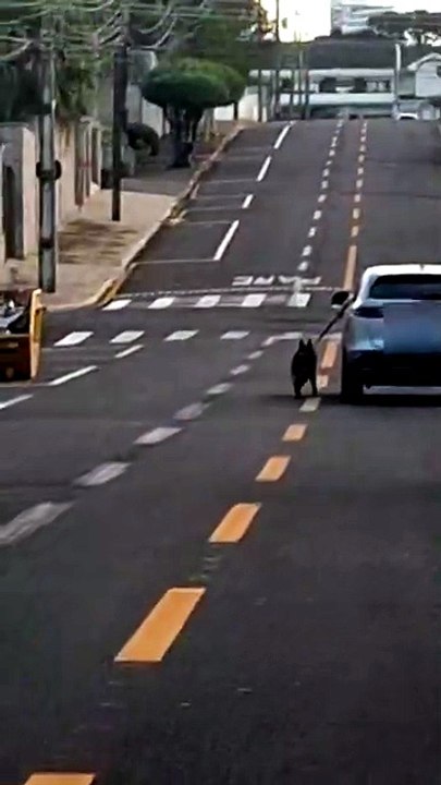 Polícia Civil investiga motorista que dirige com cachorro preso do lado de fora do carro, no Paraná