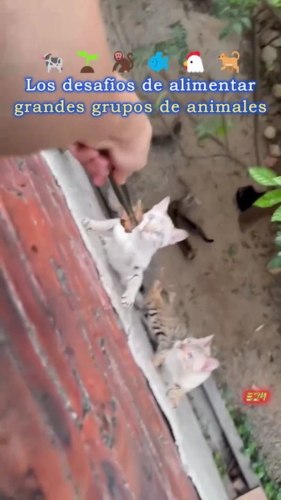 Los desafíos de alimentar grandes grupos de animales 🐄🌱🐒🐟🐔🐕 Challenges of feeding large animal groups