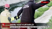 Düzce'de kanala düşen iki yavru kedi kalp masajıyla hayata döndü