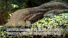 I 10 animali più a rischio di estinzione