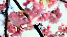 La fioritura dei ciliegi, le suggestive immagini da Tokyo