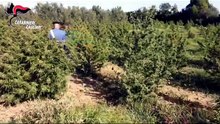 Arborea, sequestrata una maxi piantagione di marijuana
