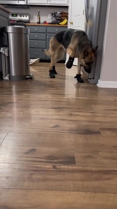 Funny German shepherd funny shorts video 😂😂😂😂😂🤣🤣🤣🤣🤣🤣🐾🐾🐶🐾🐾🐾