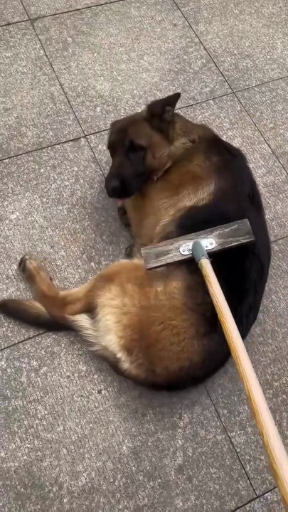 💕💓💖❣️German shepherd funny shorts video #german- shepherd #German shepherd funny funny 💖💖