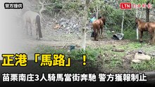正港「馬路」！苗栗南庄3人騎馬當街奔馳 警方獲報制止