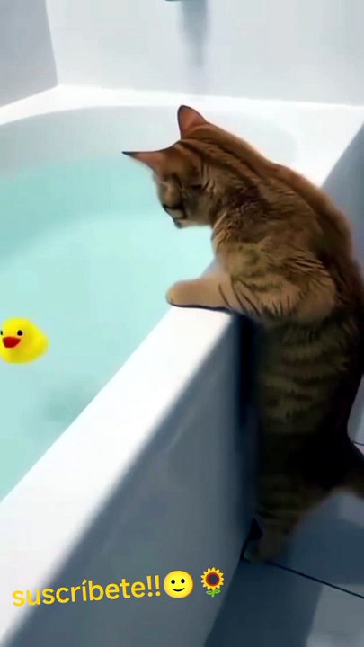 Funny Cats 🙂