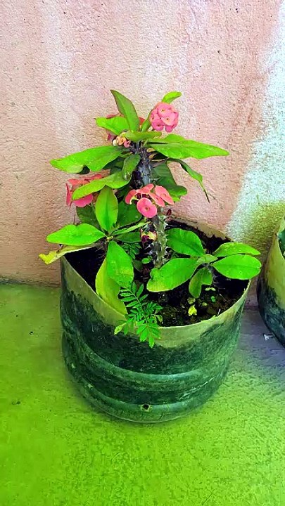 Plants