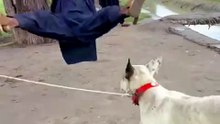 He Just Wanted to Swing… The Dog Had Other Plans 🐶😂 | Funny Dog Moment