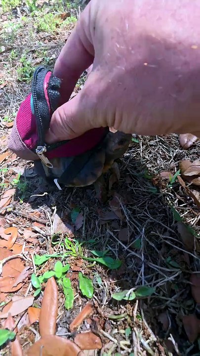 O baby turtle 🐢