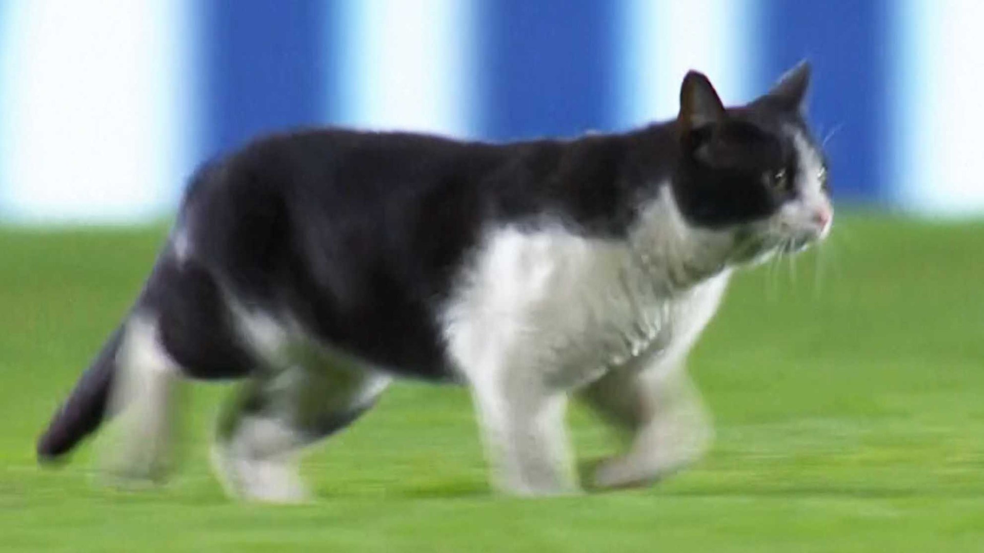 Un gato interrumpe la liga portuguesa