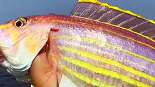 Colours of a rare golden threadfin fish