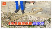 4米眼镜王蛇闯民宅  民防队20分钟捕获