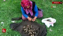 Antalya’da kuzugöbeği mantarı sezonu Toroslar’da başladı