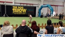 Video News - The dog show a Montichiari