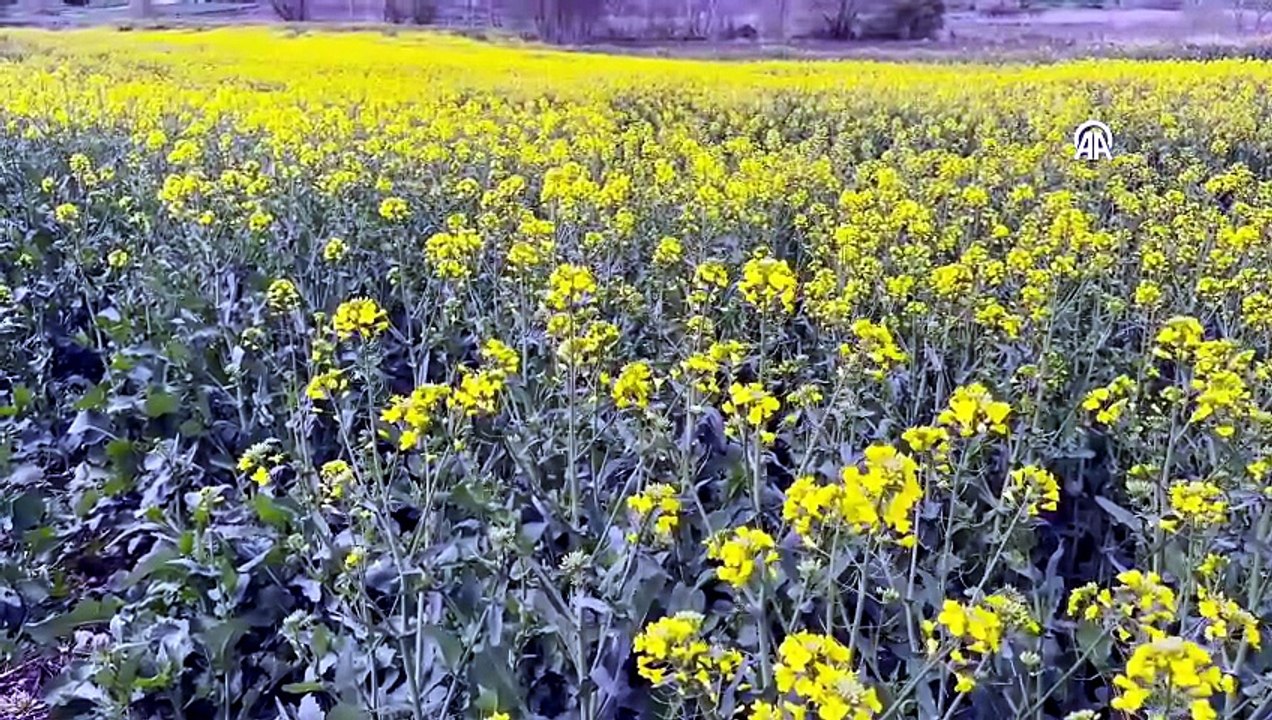 Tekirdağ’ın “Sarı Gelini” açtı: Kanola tarlaları göz kamaştıran manzaralar sunuyor