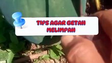 cara mengambil dadak pepaya