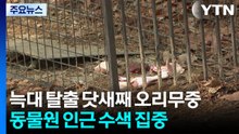 늑대 탈출 닷새째 오리무중...동물원 인근 수색 집중 / YTN