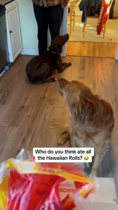 Guilty dogs