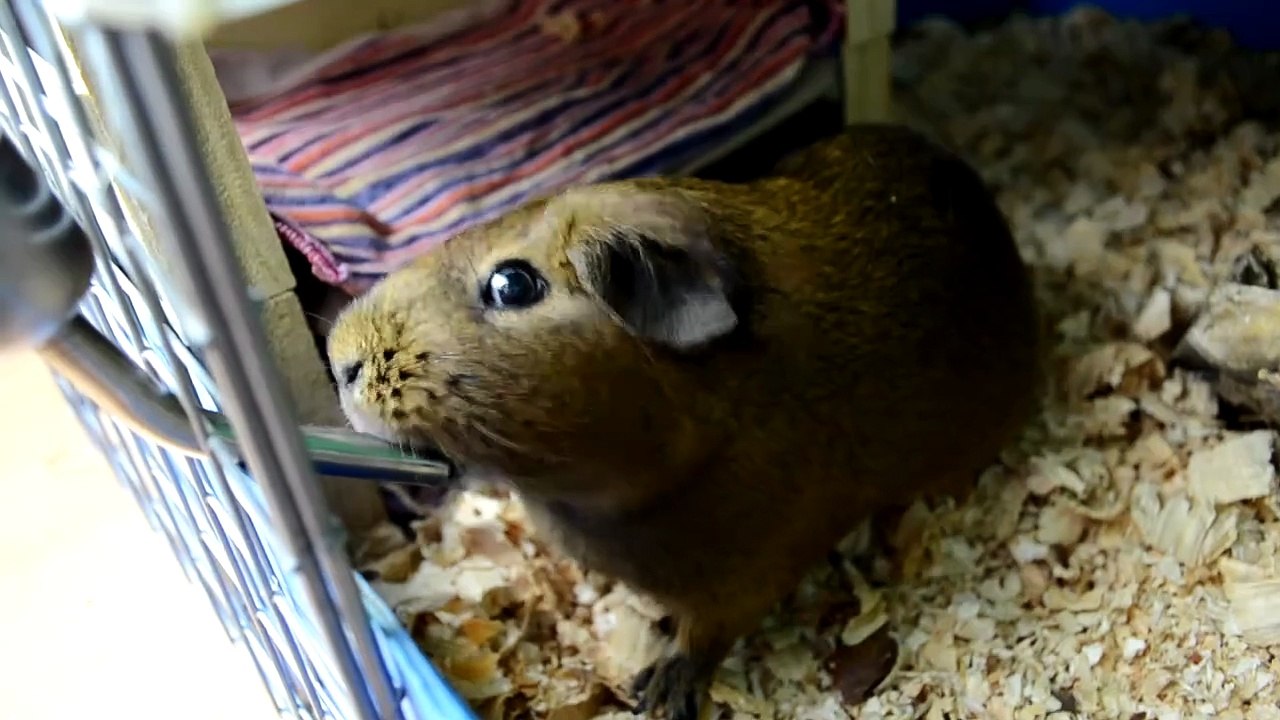 Animales graciosos