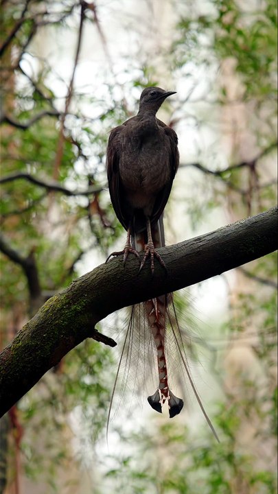 Beautiful Birds of Paradise | Relaxing Nature S...