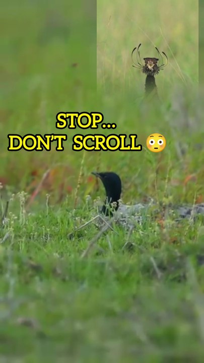 🌍 Bengal Florican: Only 350–400 Left in India 😱 | Rare Bird