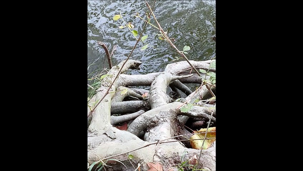 El Relámpago de la Luciérnaga de Agua