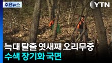 늑대 탈출 엿새째 오리무중...수색 장기화 국면 / YTN