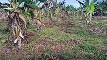 10 linhas à venda, 11 km da vila novo planalto  OBS: toda plantada de cacau desse ano