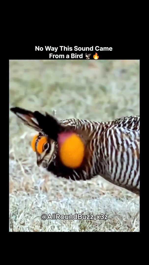 ⁣Terrifying Bird Sounds That Mean